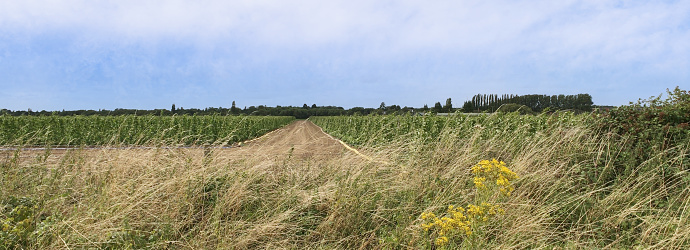 field farm crops summer landscape warwickshire midlands england uk - shot on film