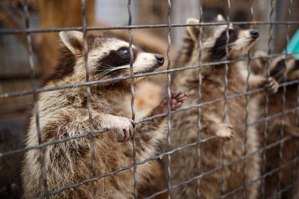 istock cute fluffy raccoons in a cage at the zoo 1289864189