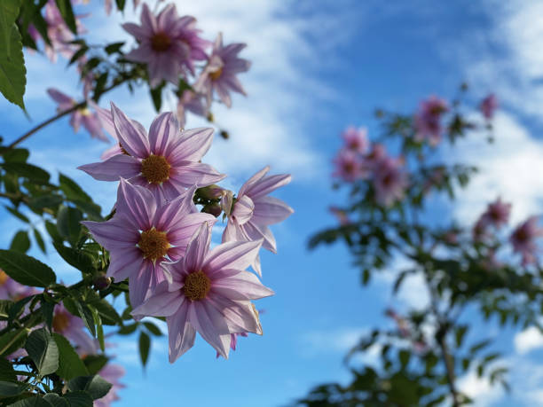 Dahlia imperialis under the blue sky