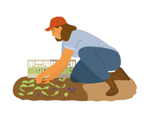 Woman Farmer Collecting Salad Leaves Woman Farmer Working Collecting Salad Leaves. Flat Vector Illustration. weeding stock illustrations