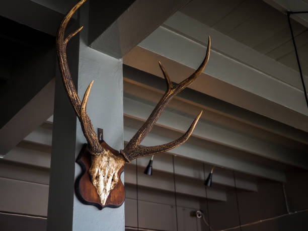 istock Big deer antlers mounted on wood board decoration on concrete pole. 1289864777