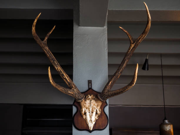 istock Big deer antlers mounted on wood board decoration on concrete pole. 1289864845