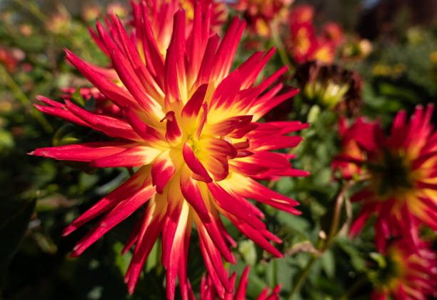 Pretty Dahlia Spanish Dancer, small Cactus,  Asteraceae blossom in the garden.