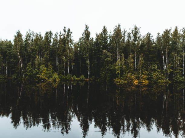 istock Nature landscape photography. Forest and river with reflections on a cloudy day. 1289866179