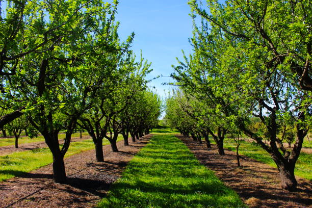 obstgarten im frühling vor mandelblüten. zwischen zwei reihen mandelbäume. professionelle konventionelle mandelobstplantage. beja, portugal. - orchard stock-fotos und bilder