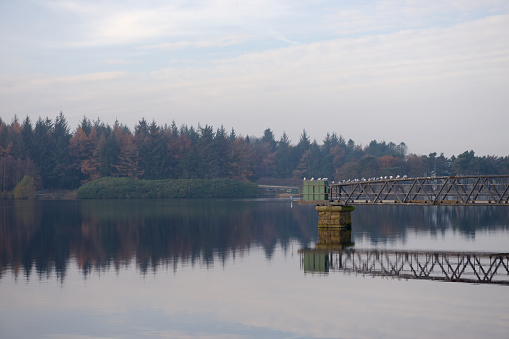 Autumn conifer tree forest reflected in the water of redmires reservoirs. Flock of terns and seagulls rest and settle on an industrial metal jetty.
