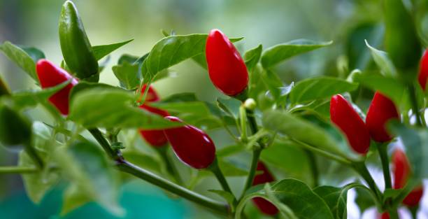 istock red chili grows on the bush 1289867434
