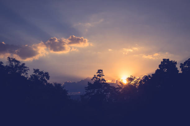 istock Silhouette trees in twilight time of sunset at countryside. 1289868535