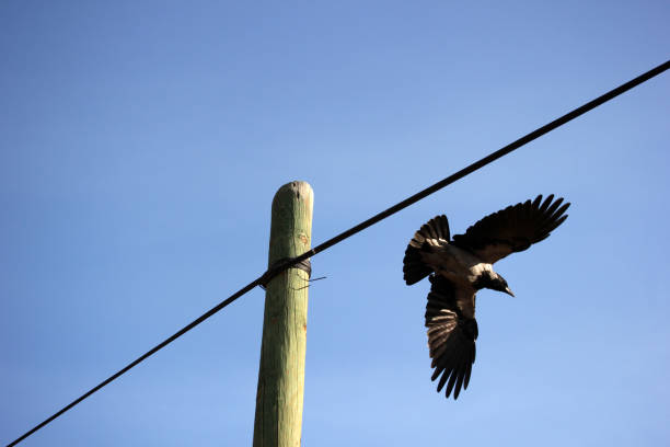 Electricity pylon and flying crow
