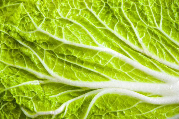 istock Chinese Napa cabbage leaf on the white background, texture of cabbage leaf, green color 1289870388