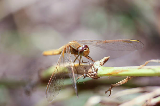 istock A Scarlet Skimmer 1289872322
