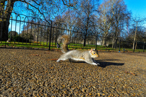 istock A mischievous squirrel in St James Park in London 1289873175