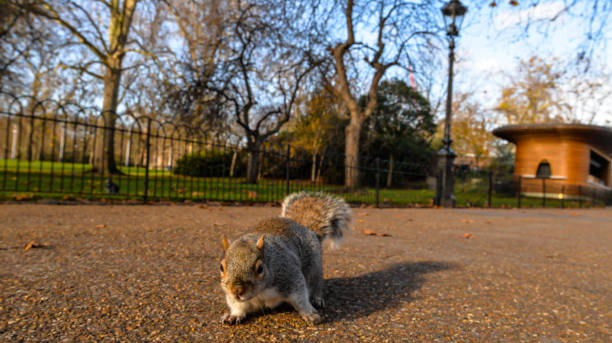 istock A mischievous squirrel in St James Park in London 1289873207
