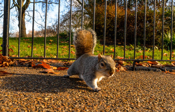 istock A mischievous squirrel in St James Park in London 1289873221