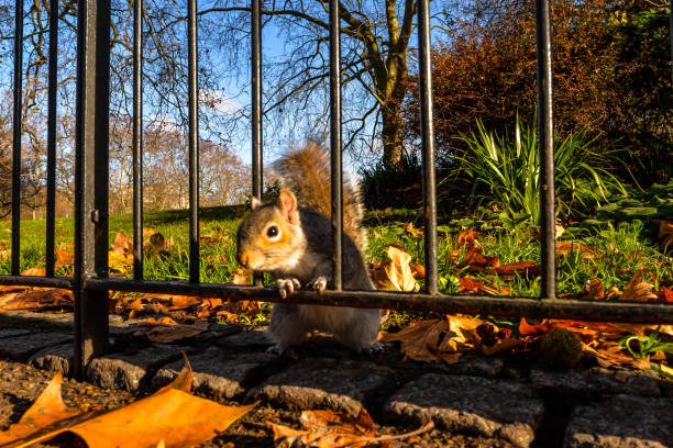 istock A mischievous squirrel in St James Park in London 1289873223