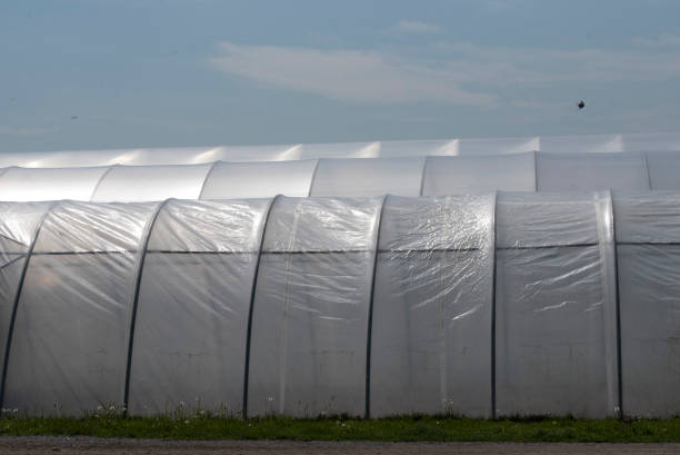 istock Plastic greenhouse in food production 1289873445