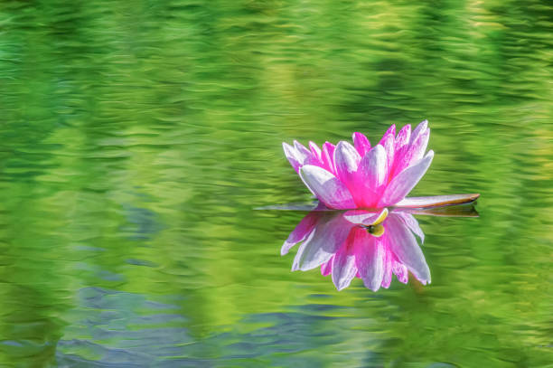 istock beautiful pink Lotus flower on water with reflection 1289875694