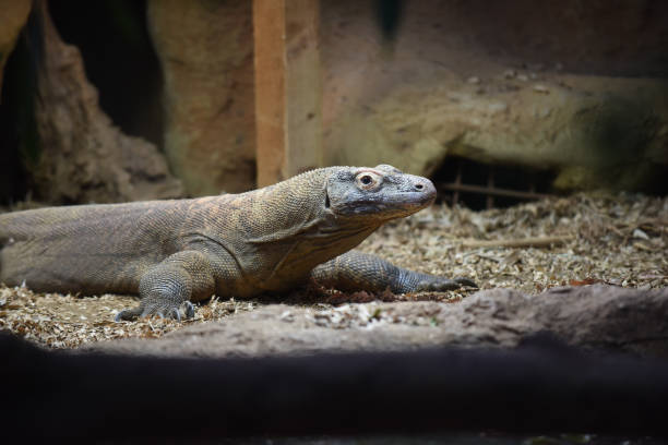 istock Komodo dragon in a zoo looking towards the camera 1289875771