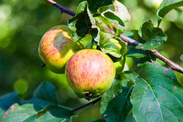 istock Ripe apples on a tree in the garden. Autumn harvest 1289876012