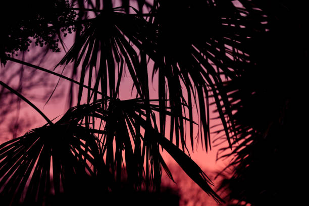 istock Tropical plant and tree leaf make a silhouette pattern over beautiful sunset sky 1289876104