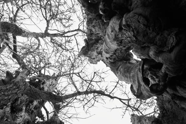 istock shot of tree trunk and new branches 1289877207