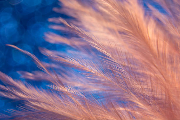 istock fluff of bird feather on blue glittering background 1289877219