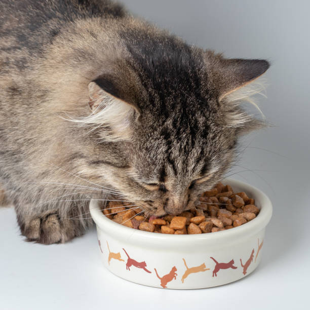 close-up de gato comendo comida de uma tigela no fundo branco - domestic cat gray kitten paw - fotografias e filmes do acervo