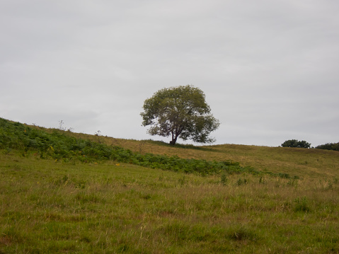 A vertical shot of a tree in a field covered in greenery under a cloudy sky