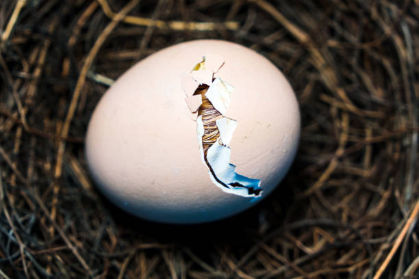 nova vida - animal egg - fotografias e filmes do acervo