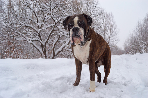 Boxer dog on white background. Old female boxer