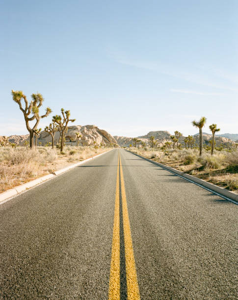 сша соединенные штаты америки - nevada desert landscape cactus стоковые фото и изображения