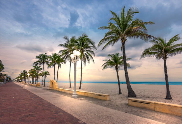 Hollywood beach at dusk, Florida. Hollywood beach, Florida. Coconut palm trees on the beach and illuminated street lights on the broadwalk at dusk. Cloud sky. Sunset or sundown in the background. hollywood florida photos stock pictures, royalty-free photos & images