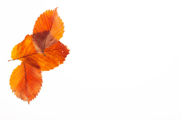 Dry red leaves on white background