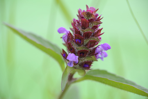 Blooming medical plant Prunella Vulgaris on the green background