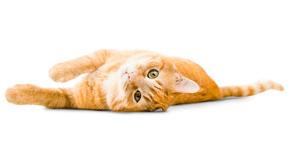 Five cute kittens about one month old on a white background with copy space