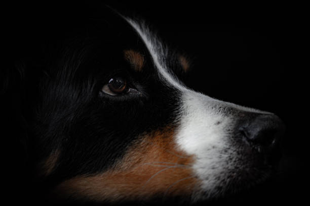 istock Bernese Mountain Dog II 1289885912