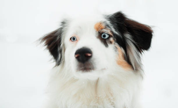 istock Australian shepherd in winter forest close up portrait 1289886055