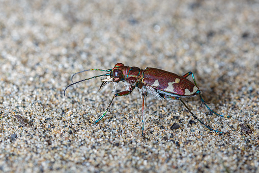 Colorful tiger beetle on the sand. Macrophoto. Insects
