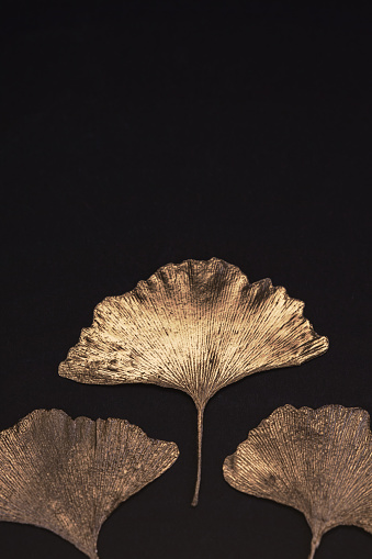 Photography of golden gingko leaves with black background. Perfectly usable for all modern elegance and decoration projects.