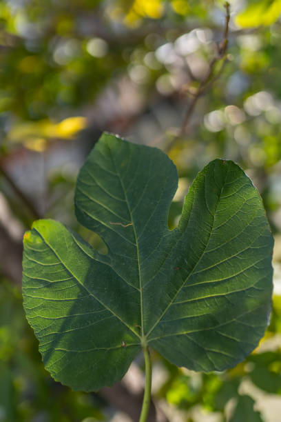 istock Fig leaf net vertical framing background bright out of focus 1289887743