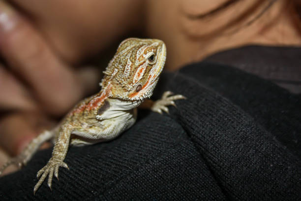 istock pogona or very docile bearded dragon 1289887783