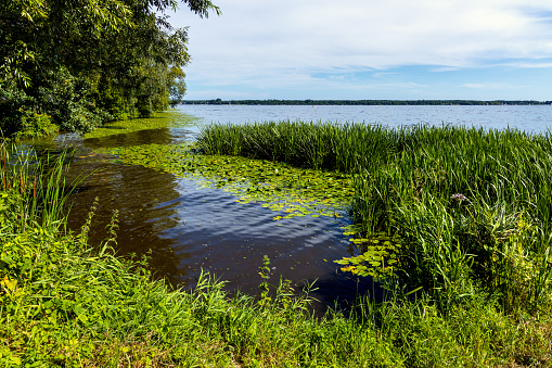 Panoramic view of Zegrzynskie Reservoir Lake and Narew river with reed and water vegetation coastline in Zegrze resort town in Mazovia region, near Warsaw, Poland
