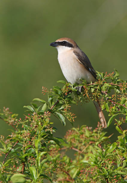 istock Turkestan Shrike 1289889157