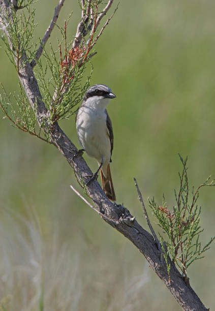 istock Turkestan Shrike 1289889250