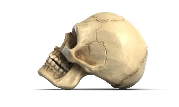 istock 3D illustration of Human skull, isolated on white 1289894538