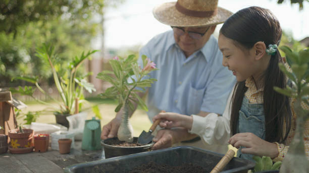 子供の女の子とアジアのおじいちゃん黒い土の中に若い木を植え、庭で一緒にそれを水をやります。一緒にガーデニングと自然の世話をする二人の幸せな家族。人とエコロジーの概念。 - grandparent gardening child grandchild ストックフォトと画像
