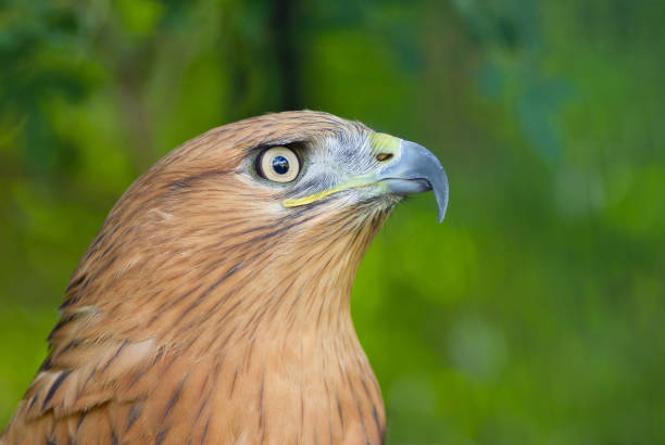 istock Portrait of Long-legged Buzzard (Buteo rufinus). 1289896530