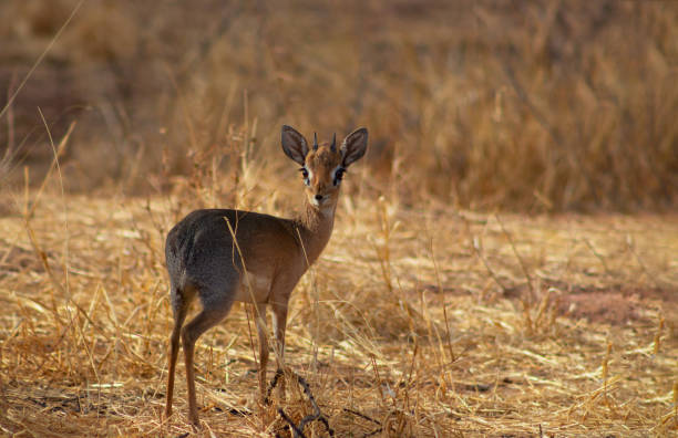 Damara dik dik (the smallest antelope) on savannah on a sunny day. Namibia
