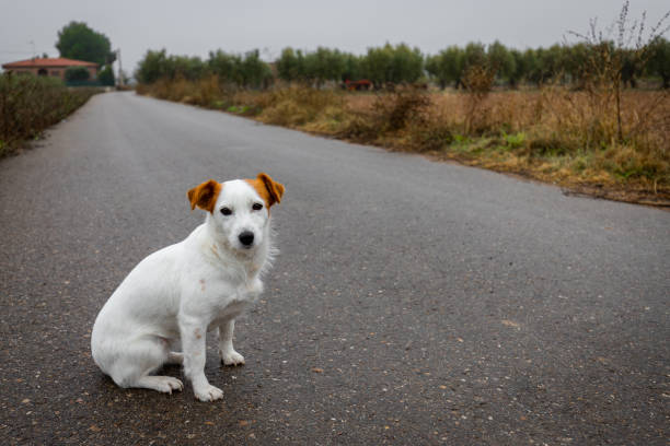 abandoned white dog puppy on a road