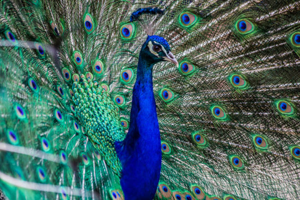 istock Blue shimmering male peacock 1289897442